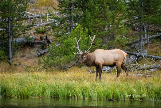 Bull Elk Along The Madison River, Wyoming by Buckmaster