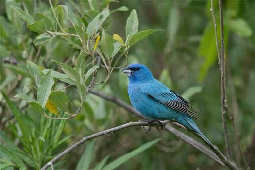 Indigo Bunting - 