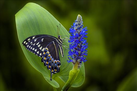 Black Swallowtail on Blue Flower and Green Leaf by Buckmaster