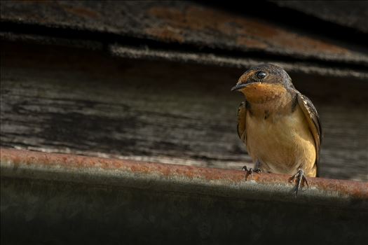Barn Swallow on an Old Barn by Buckmaster