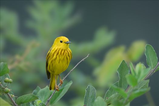 Yellow Warbler Male by Buckmaster