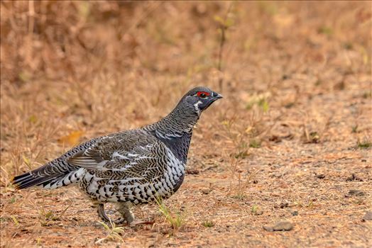 Male Spruce Grouse by Buckmaster
