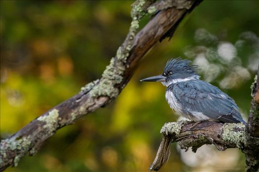 Belted Kingfisher by Buckmaster