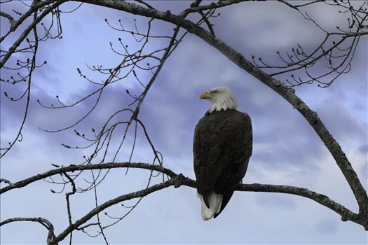 Bald Eagle on Perch Fall. by Buckmaster