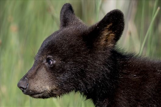 Black Bear Cub Portrait by Buckmaster