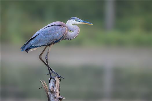 Great Blue Heron by Buckmaster