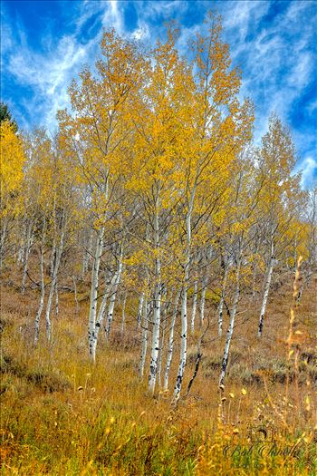 Aspens in Wyoming in October by Buckmaster