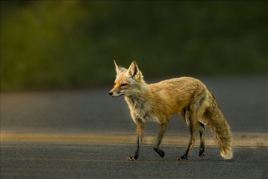 Red Fox Road Huntin' by Buckmaster