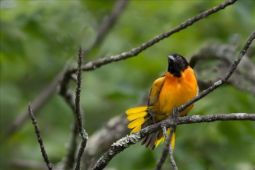 Baltimore Oriole by Buckmaster