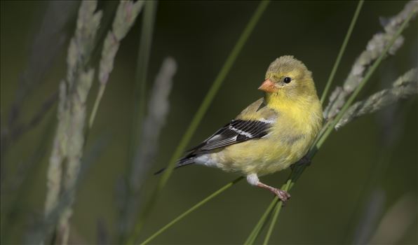 Female American Goldfinch by Buckmaster