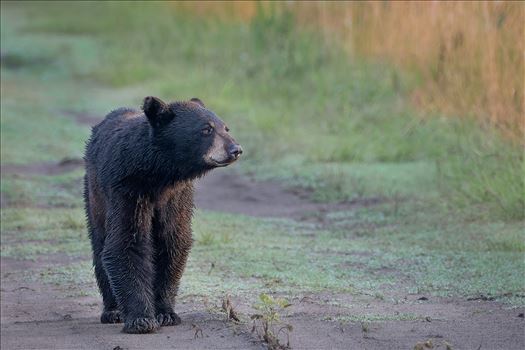 Sunrise Black Bear Walking Farmers Field Road by Buckmaster