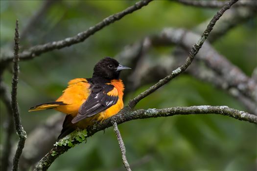 Baltimore Oriole by Buckmaster