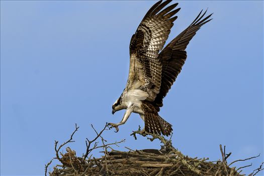 Osprey Putting Tree Branch on Nest by Buckmaster