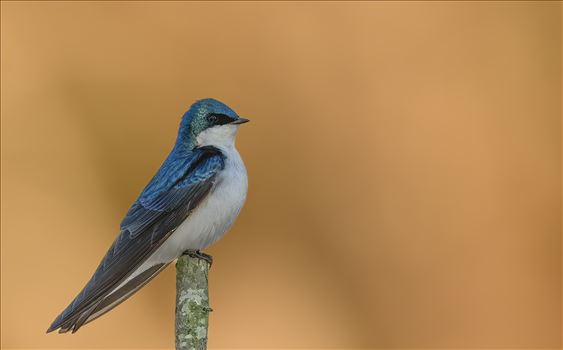 Tree Swallow in Amazing Morning Light by Buckmaster