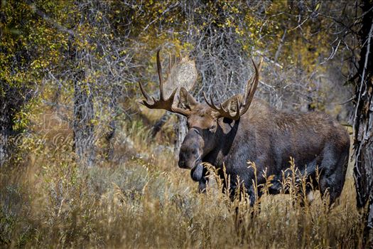 Grand Teton Moose by Buckmaster