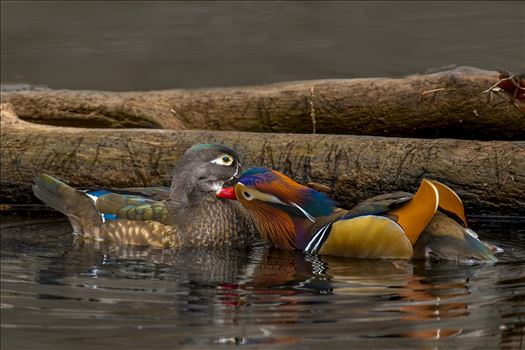 Mandarin Duck Pair by Buckmaster