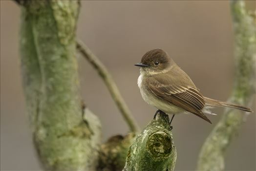 Curious Eastern Phoebe by Buckmaster