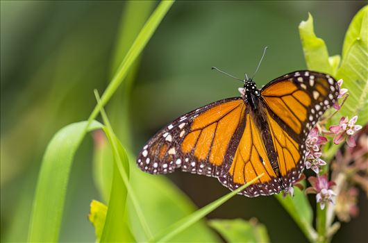 Monarch Butterfly by Buckmaster