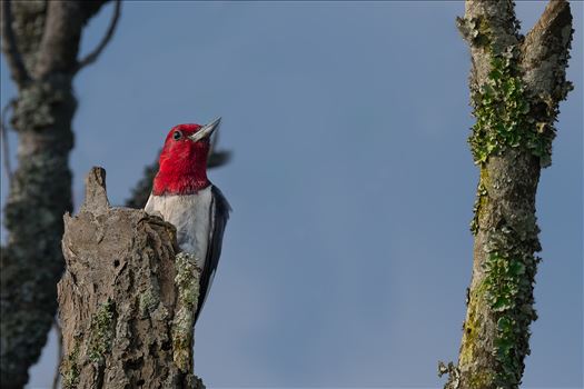 Red Headed Woodpecker by Buckmaster