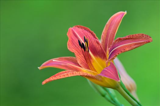 Day Lily by Buckmaster