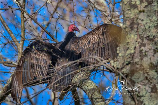 Turkey Vulture by Buckmaster