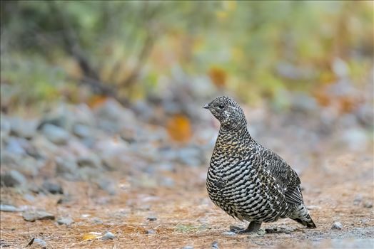 Female Spruce Grouse2 by Buckmaster