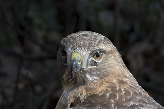 Red Tail Hawk Portrait by Buckmaster