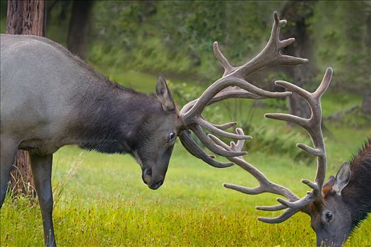 Bull Elks in Velvet Sparring by Buckmaster