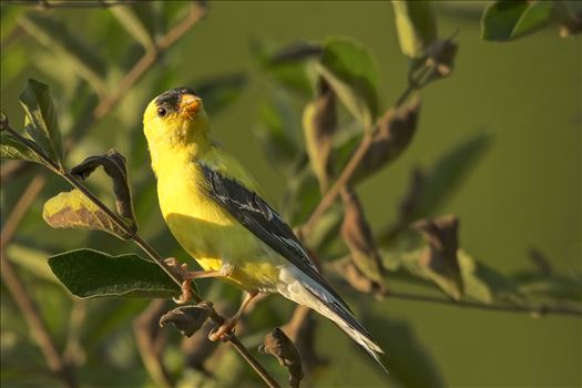 North American Goldfinch Male by Buckmaster