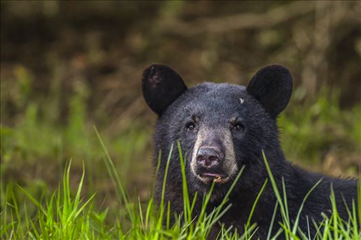 Bear in the Grass Feeding on Ants by Buckmaster