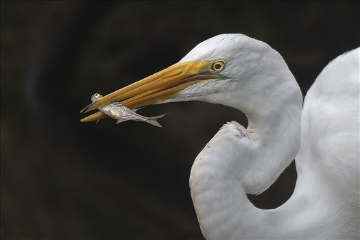 Great Egret Catches Fish by Buckmaster