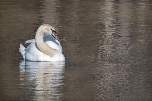Swan_2020 - 