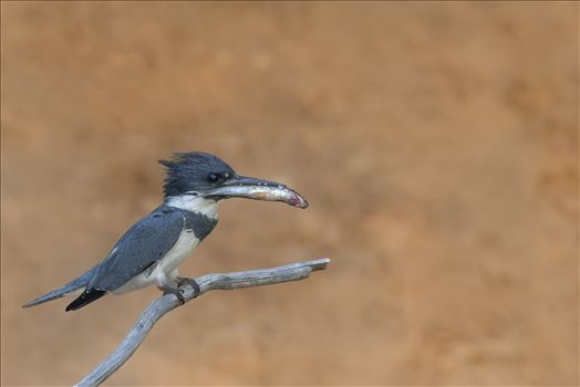 Belted Kingfisher with Fish for Baby - 