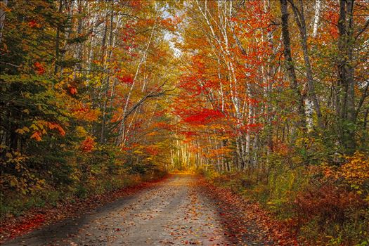 Northern Maine Road with Fall Foliage and Birch Trees by Buckmaster
