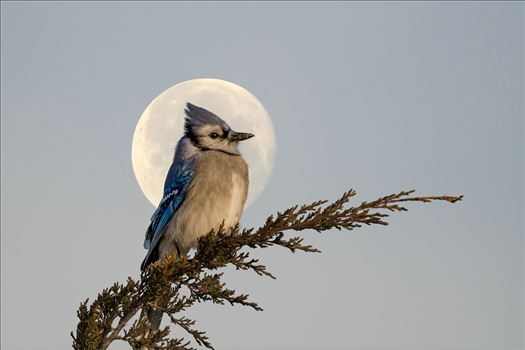 Blue Jay_Full Moon by Buckmaster