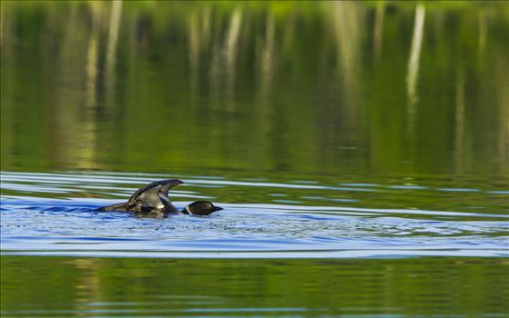 Common Loon - Loon done chasing 8 ducklings