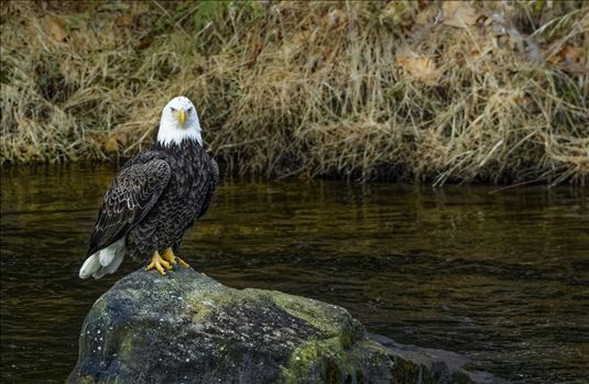 Bald Eagle on the Rocks by Buckmaster