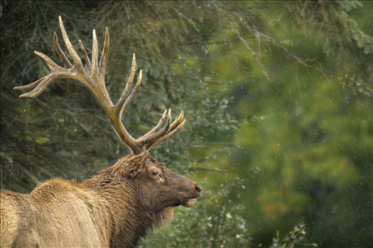 Bull Elk in the Rain by Buckmaster