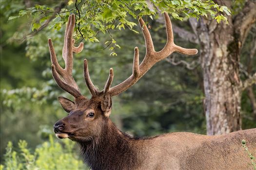Bull Elk Portrait by Buckmaster