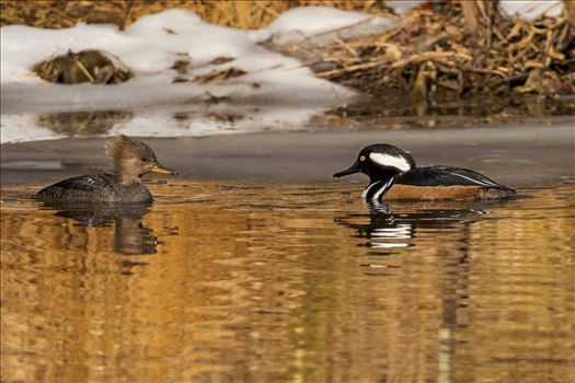 Hooded Mergansers Facing each Other - 