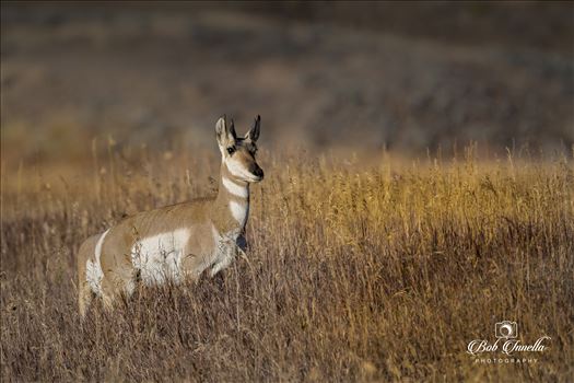 Wyoming Pronghorn by Buckmaster