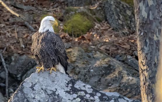 Bald Eagle on the Rocks by Buckmaster