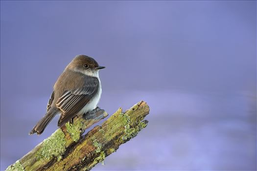 Eastern Phoebe by Buckmaster