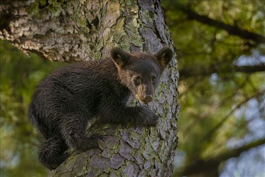 Black Bear Cub in a Tree by Buckmaster