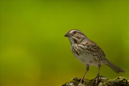 Sparrow by Buckmaster