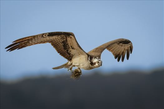 Osprey With Nesting Material by Buckmaster