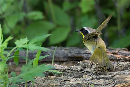 Yellow Throated Warbler by Buckmaster