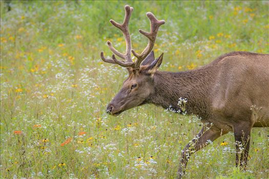 SMNP Bull Elk in Flowers-1.jpg by Buckmaster