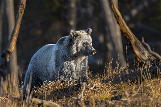 Grizzly Bear Sow - 