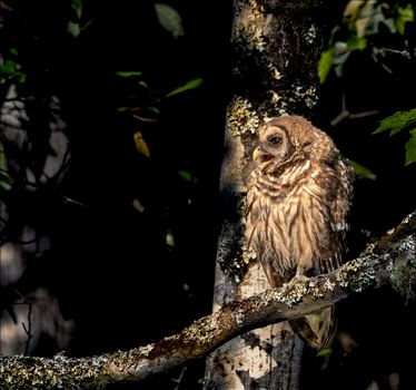 Juvenile Barred Owl In Morning Light by Buckmaster